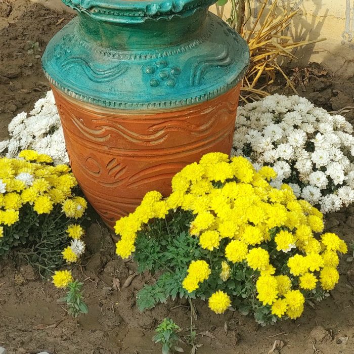 An illustration of a home garden featuring beautiful yellow and white flower plants with a mud pot at the center.