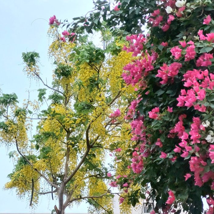 The yellow flowers are from a golden shower tree, and the pink flowers are from a bougainvillea plant in a home garden.
